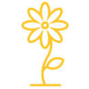Kingston First_flower-yellow-500x500 Kingston First_flower-yellow-500x500